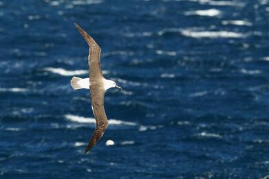 Nuova Zelanda, radar sugli albatros contro la pesca illegale