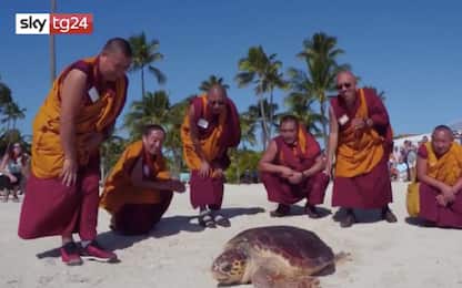 Florida Keys, monaci tibetani liberano una tartaruga marina. VIDEO