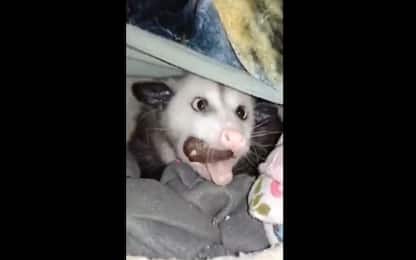 Usa, opossum 'ruba' una ciambella e se la mangia. VIDEO