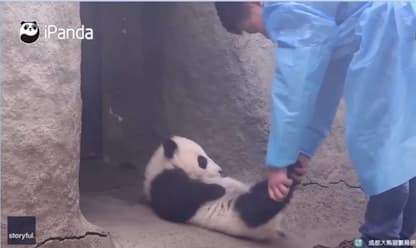 Cina, il panda ha bisogno d'incoraggiamento per uscire da tana. VIDEO