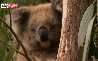 Australia, distrutta piantagione: strage di koala. VIDEO