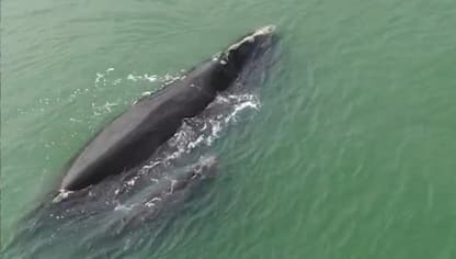 Balena e cucciolo al largo della costa della Carolina del Sud. Video