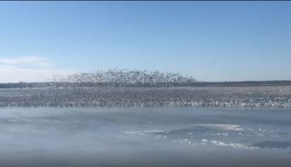 Mezzo milione di oche delle nevi scendono sul lago Missouri. VIDEO