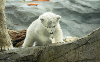Vienna, primi passi per cucciolo di orso polare allo zoo