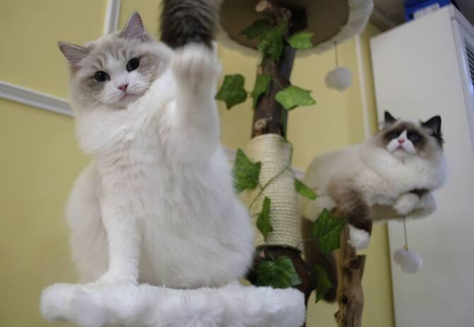 Festa del gatto 17 febbraio: in Italia superano i 7,5 milioni