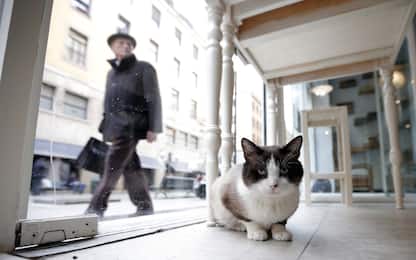 17 febbraio, festa del gatto: in Italia superano i 7,5 milioni. FOTO