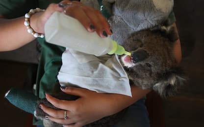 Incendi in Australia, l’allarme del Wwf: koala a rischio estinzione