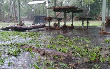 Australia, Rangers a lavoro dopo danni a parco per alluvioni. VIDEO