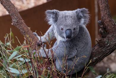 Australia, koala entra in casa e “abbraccia” il divano.VIDEO