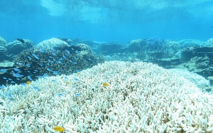 Nuovo sbiancamento massiccio della barriera corallina australiana