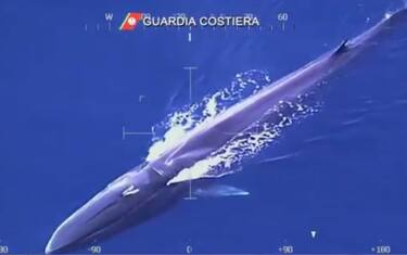 balena_isola_elba_guardia_costiera