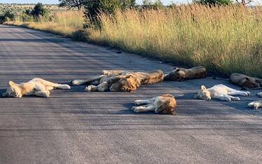 foto-hero-kruger-park-leoni