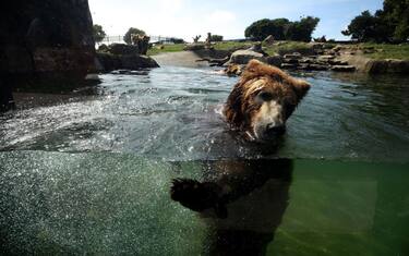 GettyImages-zoo-oakland-coronavirus-hero