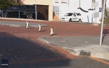 Coronavirus in Sud Africa pinguini attraversano la strada. VIDEO