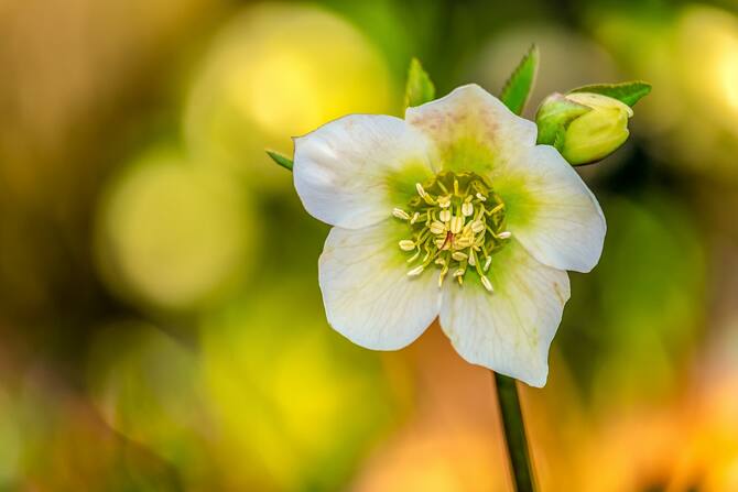 Piante E Fiori Da Balcone Le Piu Facili Da Curare Foto