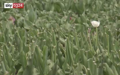 Giappone, tagliati 100 mila tulipani per evitare assembramenti. VIDEO