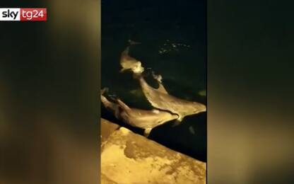 Coronavirus, Turchia: a Istanbul delfini giocano nel Bosforo. VIDEO