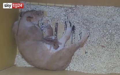 Lo zoo di Denver festeggia la nascita di due cuccioli di leone. VIDEO