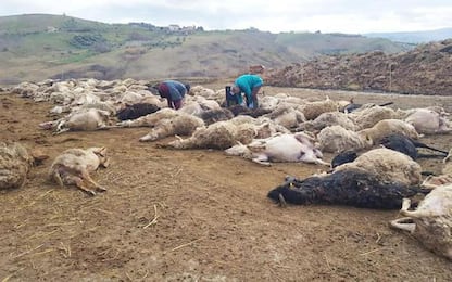 Lupi attaccano ovile, morte cento pecore