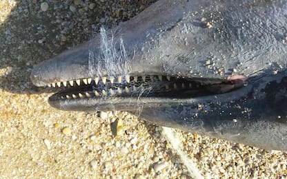 Muore delfino, ha ingoiato rete da pesca