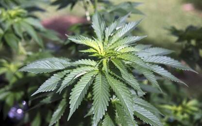 Coldiretti, coltivazione Cannabis in crescita in Vda