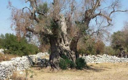Xylella: ulivo infetto in provincia Bari