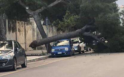 Vento abbatte pino secolare a Bari