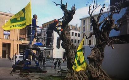 Xylella:infetto ulivo millenario a Lecce