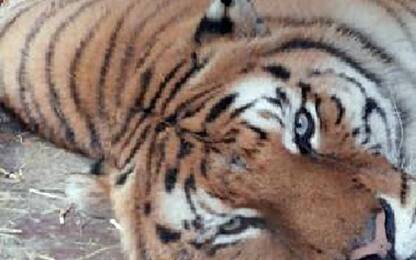 Domatore del circo Orfei ucciso da tigri
