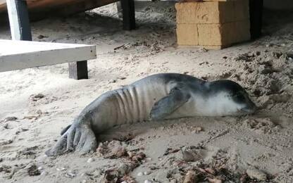Cucciolo ferito foca monaca a Brindisi