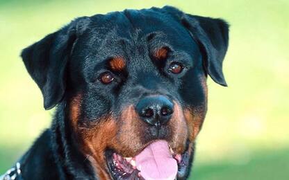 Rottweiler abbandonato sulla SS7