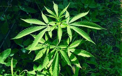 Scoperte oltre 3.000 piante marijuana