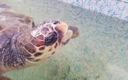 Salvata dalla plastica, la tartaruga Aurora torna in mare