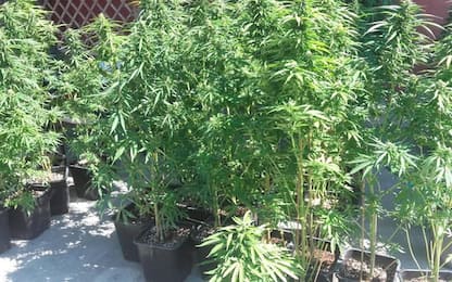 Droga: 400 piante di marijuana, 4 arrest