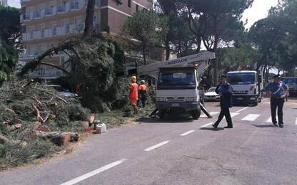 Maltempo:200 pini secolari caduti a Milano Marittima