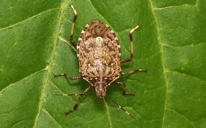 Agricoltura in ginocchio per la cimice