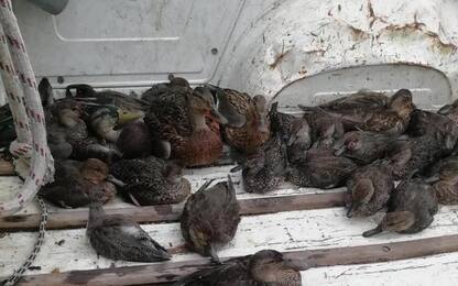 Moria di uccelli nel Ravennate