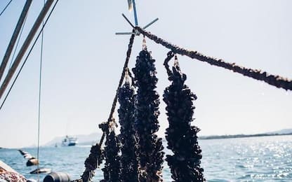 Stop vendita cozze in parte Golfo Olbia