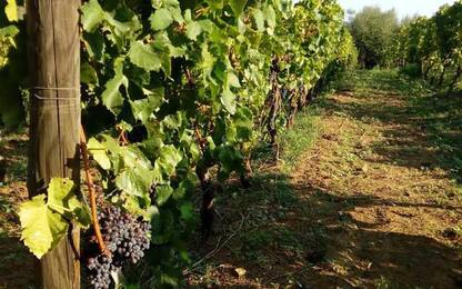 21 nuovi vitigni autoctoni in registro