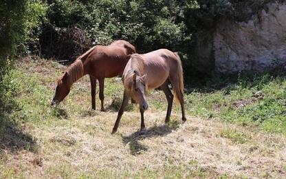 Sennori 'adotta' due cavalline Asinara