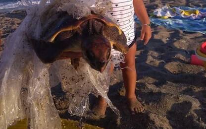 Bimbo salva tartaruga ferita in mare