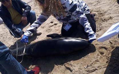 Esemplare raro delfino morto in Calabria
