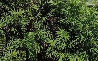 Trovate 1800 piante cannabis nel reggino