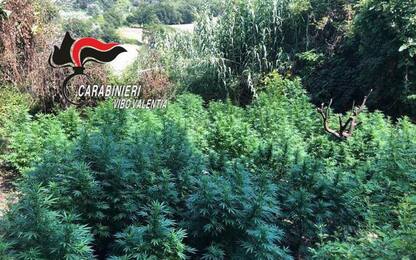 Scoperta piantagione cannabis a Maierato