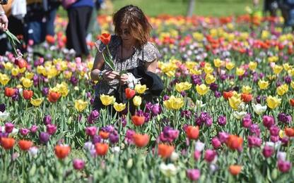 A Scandicci sbocciano 300.000 tulipani
