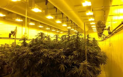 Cannabis terapeutica,produzione aumenta