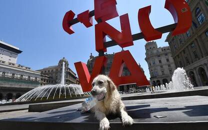Genova: obbligo pulizia pipì dei cani