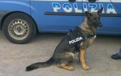 Cane poliziotto trova droga, pusher la offre a agenti