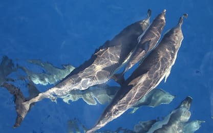 Raro branco delfini in Santuario Pelagos