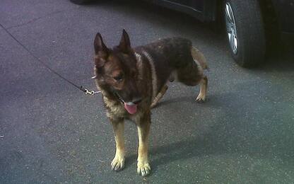 Tenta fuga, cane 'carabiniere' lo ferma